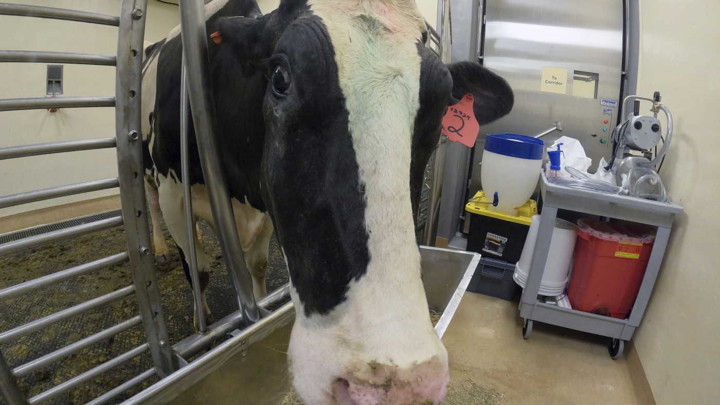 CDC releases MMWR on hen flu spreading undetected in cows and folks : Photographs